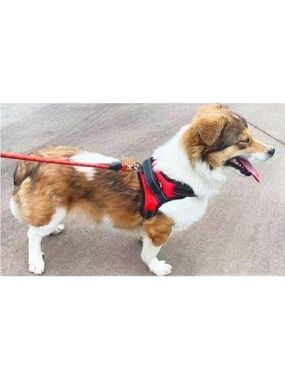 Easy Walk Dog Harness, Breathable, No Pull Adjustable Harness, Fluorescent Strip